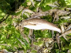 Merlangius merlangus