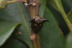 Alcimocoris coronatus