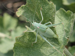 Platylyra californica
