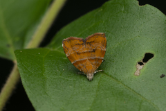 Choreutis achyrodes