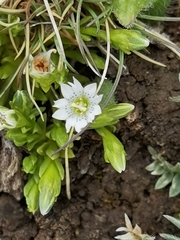 Gentiana leucomelaena