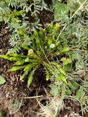 Gentiana leucomelaena