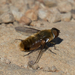 Banded Bee Flies - Photo (c) Mark Rosenstein, some rights reserved (CC BY-NC-SA), uploaded by Mark Rosenstein