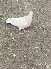 Columba livia domestica
