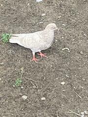 Columba livia domestica
