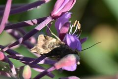 Cryptocala chardinyi