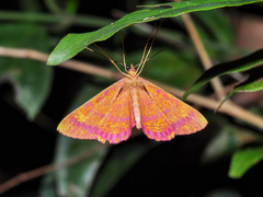 Eumelea rosalia