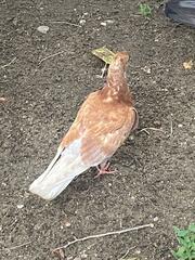 Columba livia domestica