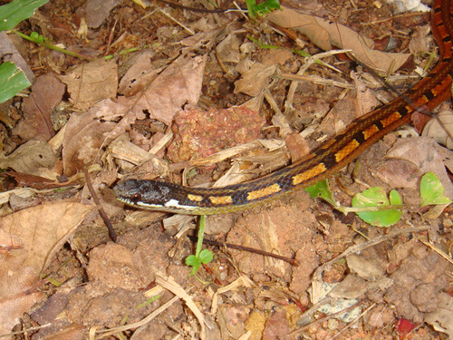 Black-headed Collared Snake