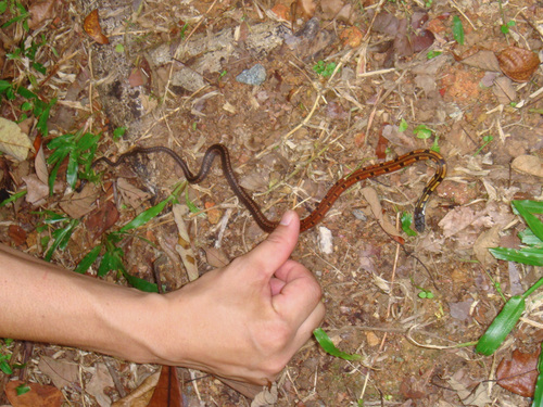 Black-headed Collared Snake