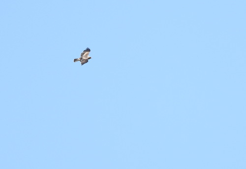 Booted Eagle