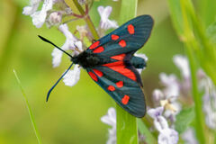 Zygaena angelicae