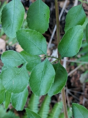 Fraxinus dipetala