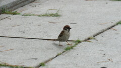 Passer montanus
