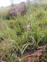 Aristida congesta