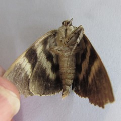 Catocala agrippina