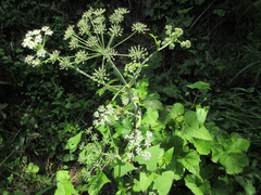 Heracleum moellendorffii