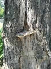 Phellinus populicola