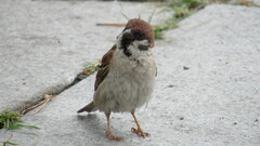 Passer montanus