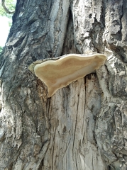 Phellinus populicola