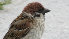 Passer montanus