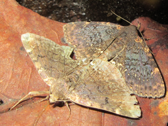 Diomea cremata