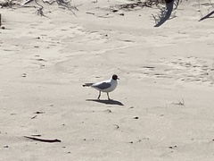 Chroicocephalus ridibundus