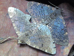Diomea cremata