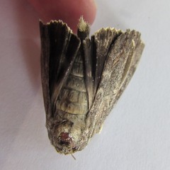 Catocala agrippina