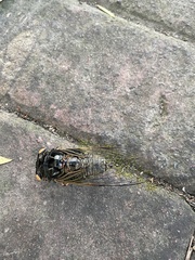 Cryptotympana atrata