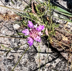 Sixalix atropurpurea