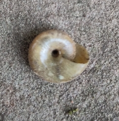 Aegopinella nitidula