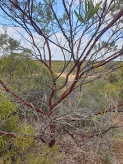 Acacia rhodophloia
