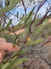 Acacia rhodophloia