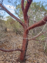 Acacia rhodophloia