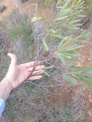 Acacia rhodophloia