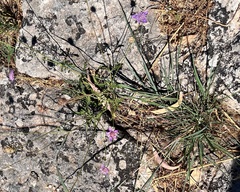 Sixalix atropurpurea