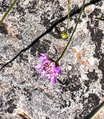 Sixalix atropurpurea