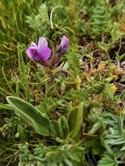 Oxytropis pauciflora