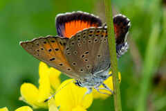 Lycaena candens