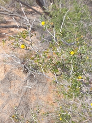 Acacia andrewsii