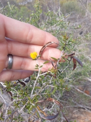 Acacia andrewsii