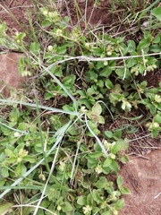 Richardia brasiliensis