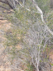 Acacia andrewsii