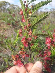 Dodonaea larreoides