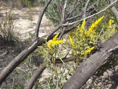 Synaphea spinulosa