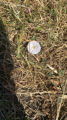 Convolvulus arvensis
