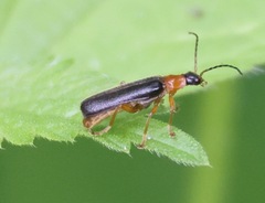 Cantharis nigra