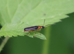 Cantharis nigra