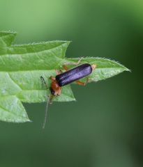 Cantharis nigra